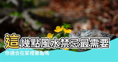 家裡養烏龜風水|【風水烏龜】這幾點風水禁忌最需要注意 